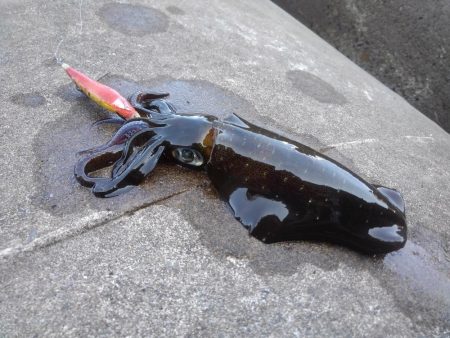 エギング秋シーズン開幕